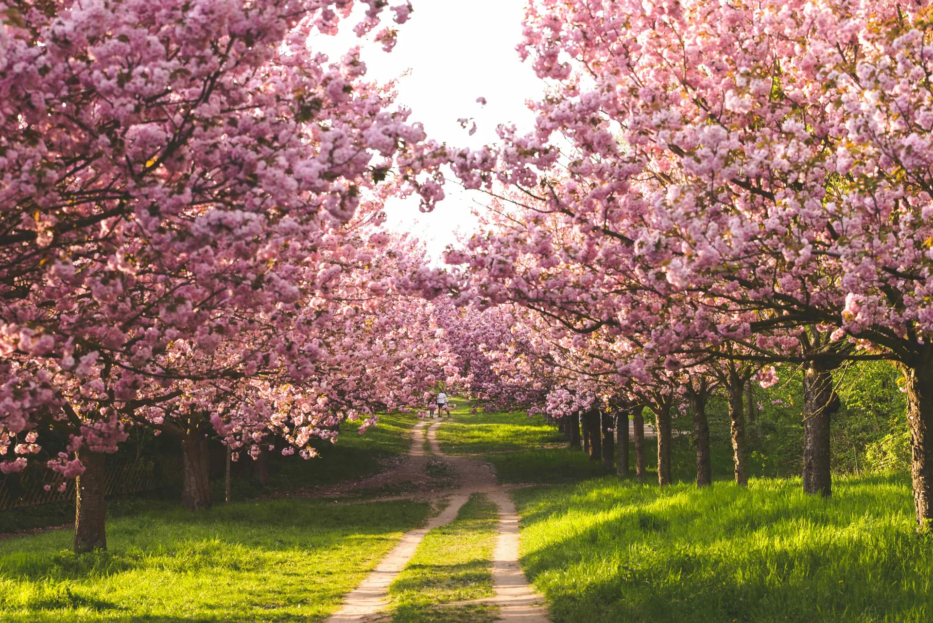 Best Time to Visit Japan for Cherry Blossoms: A Complete Sakura Travel Guide (2026)