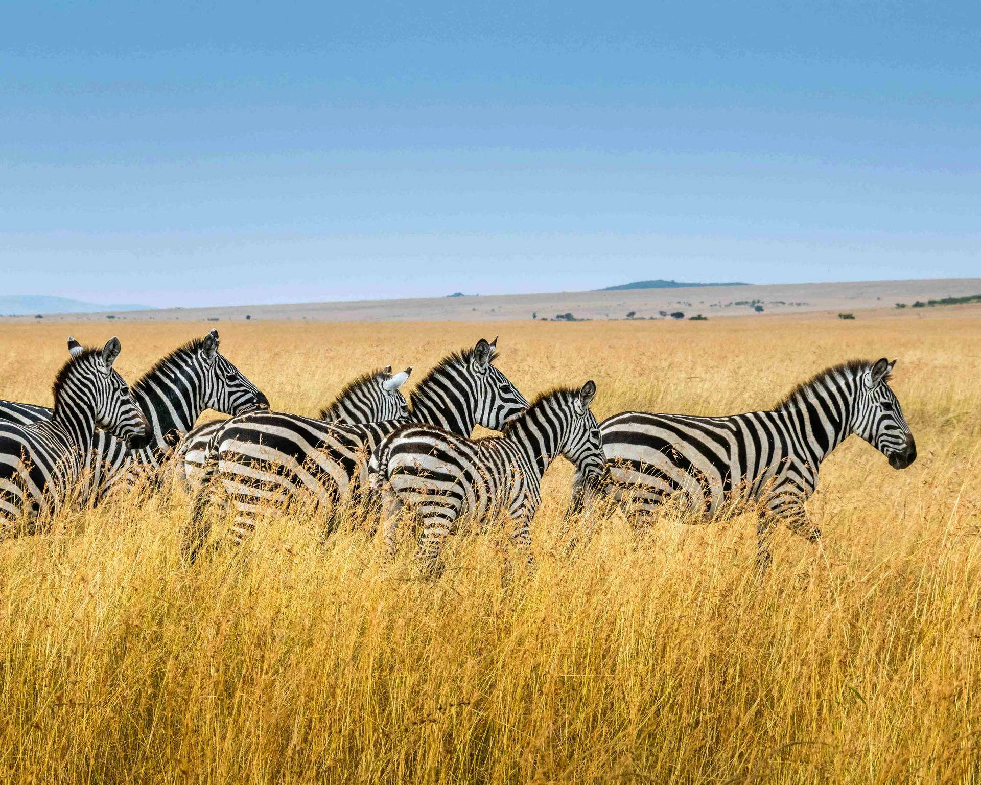  Discover the Wild Beauty of Kenya: A Complete Travel Guide for 2026