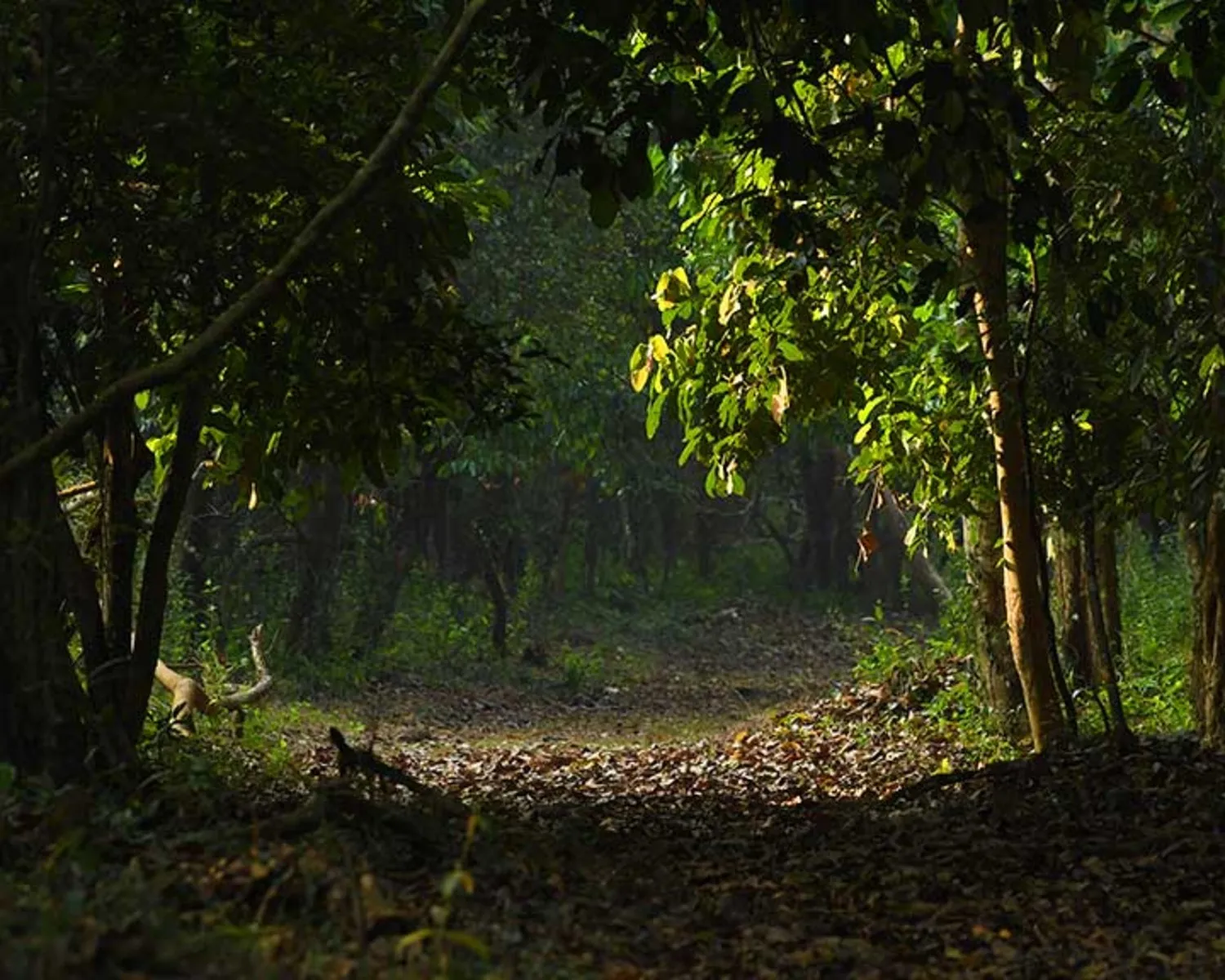 Aralam Wildlife Sanctuary_10082018135440_1500x1200.jpg