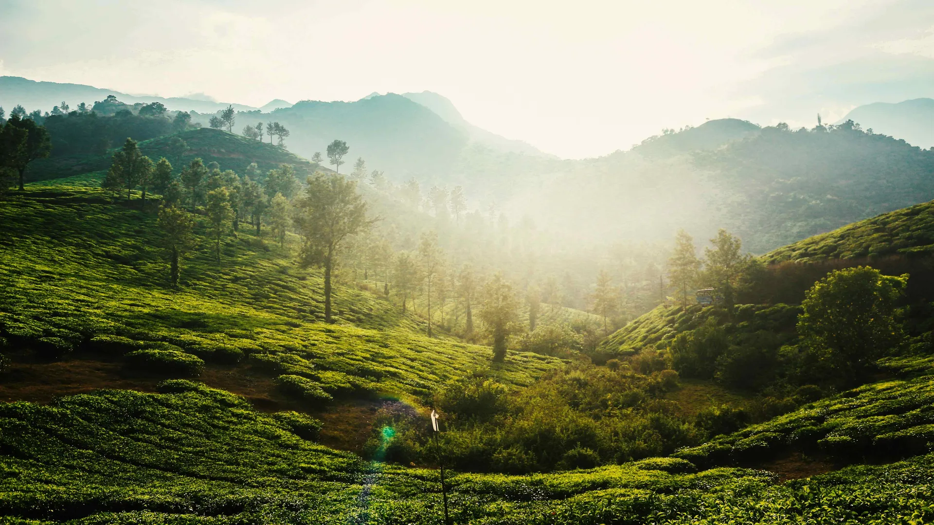 Wayanad.jpg