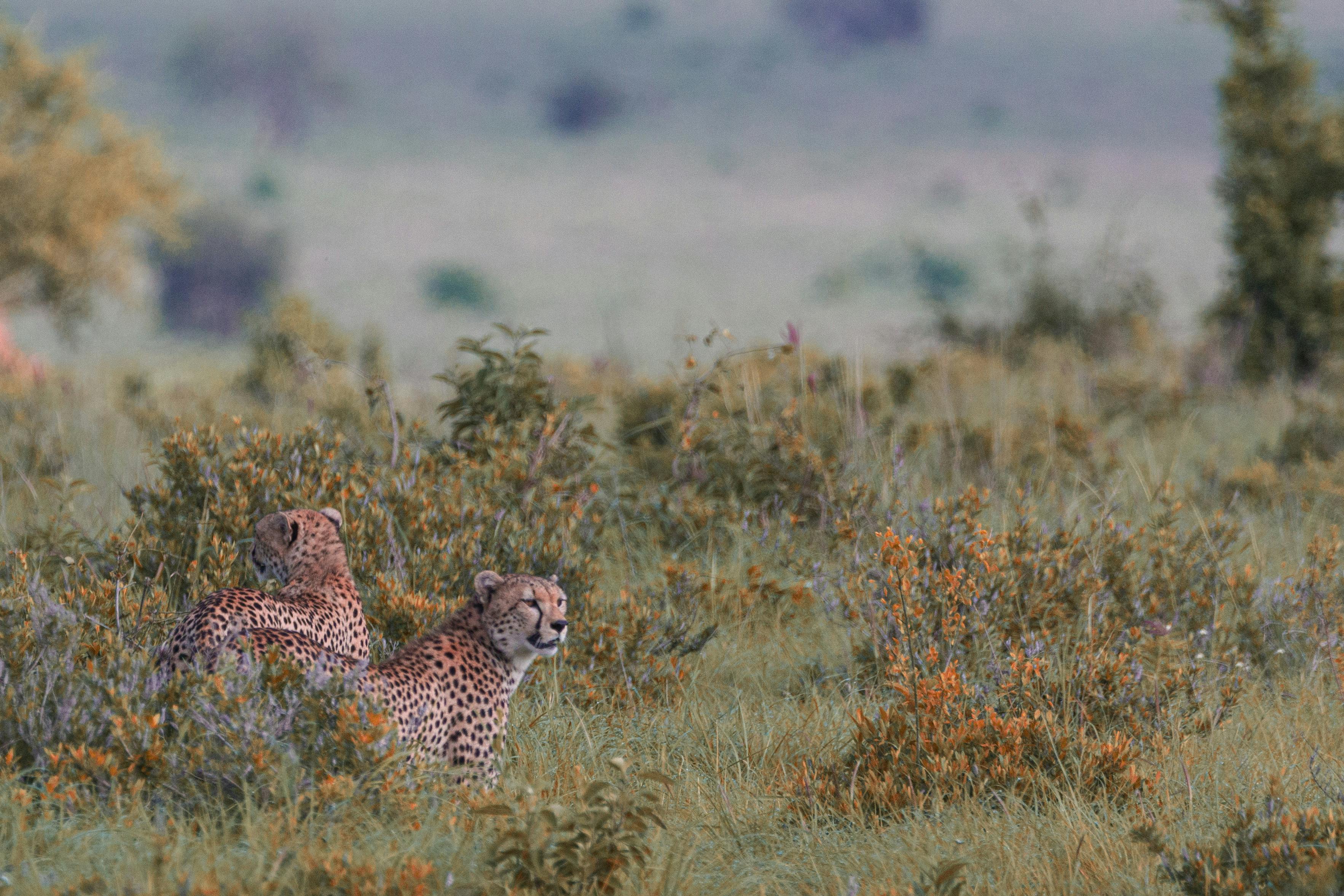 Kenya
