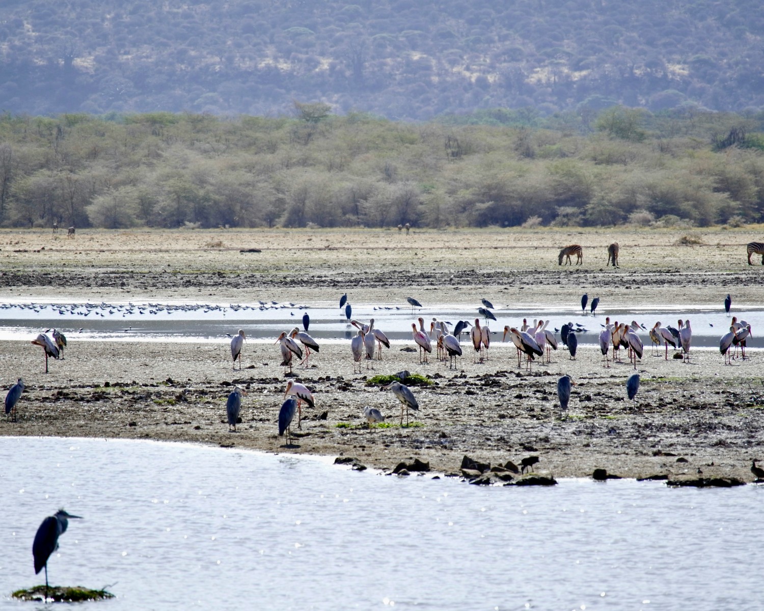 Massive flamingo congregations turning Lake Manyara pink