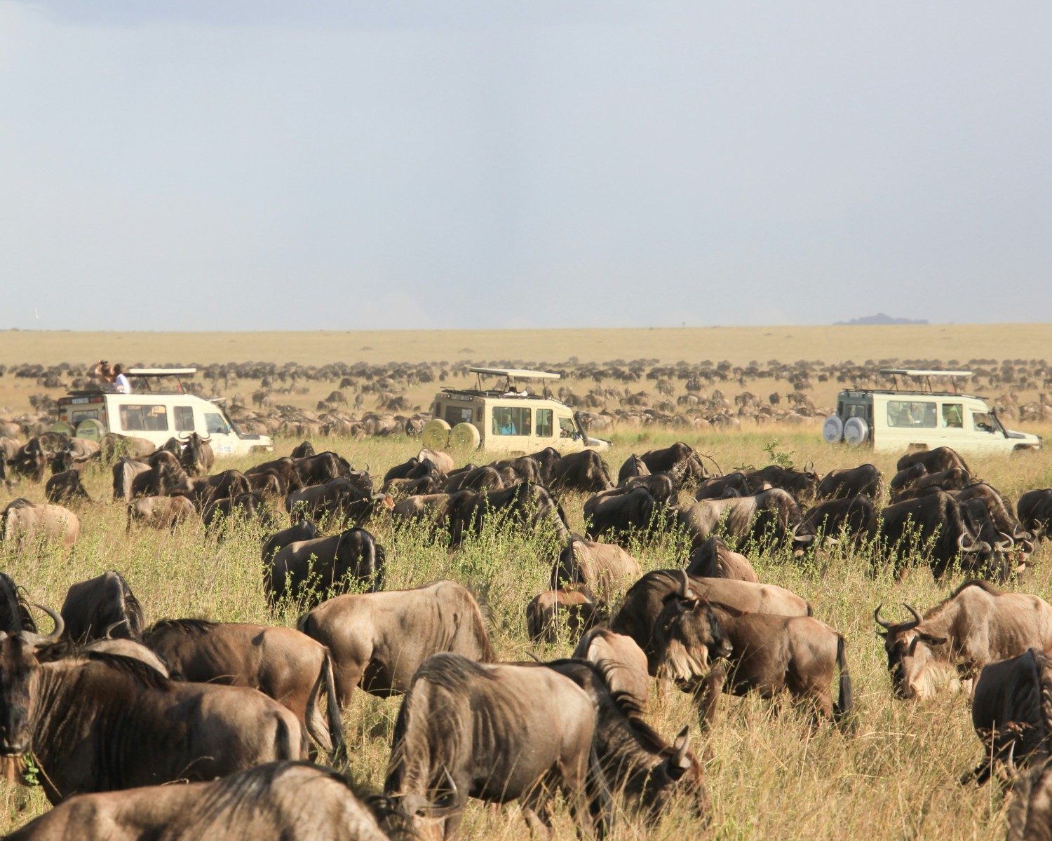 Wildebeest herds crossing the Serengeti plains during the Great Migration