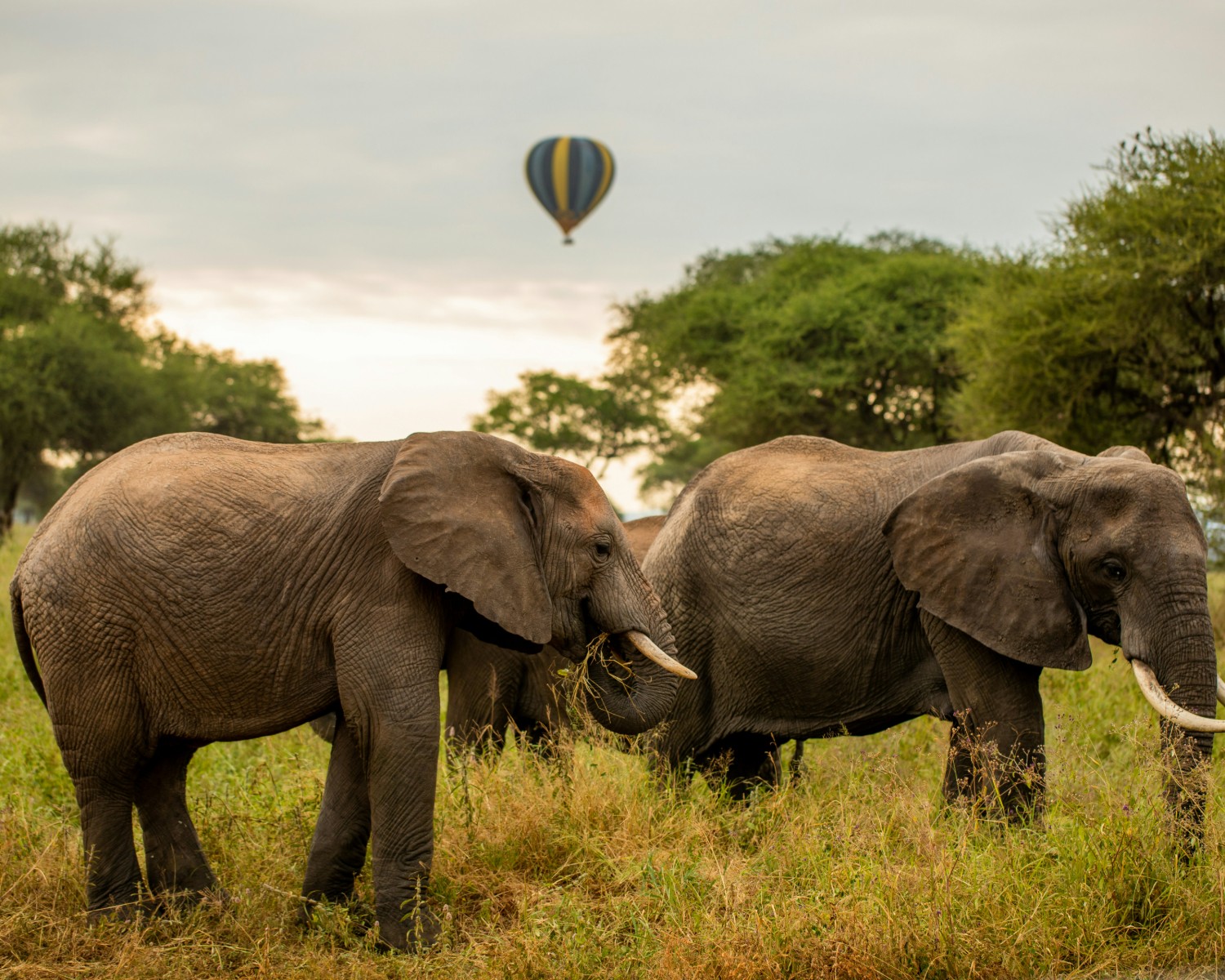 Massive elephant herds gathering at Tarangire River