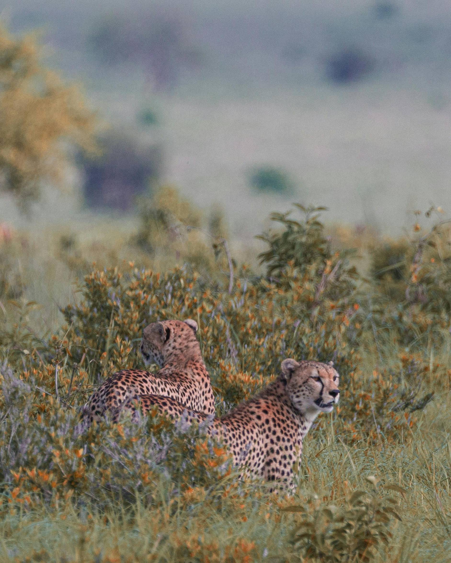 Kenya